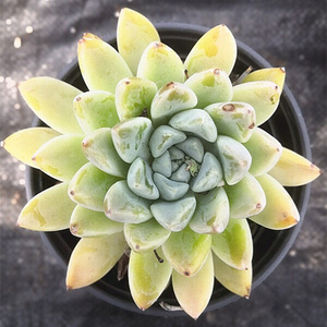 映月台 多肉植物 因月台 暗纹q组合精美盆栽新手套餐绿植花卉园艺