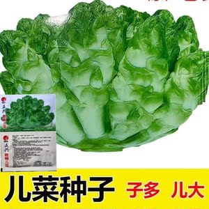 四川儿菜种子娃娃菜抱儿菜瓢儿菜贵州大头儿菜秋冬播农家蔬菜种子