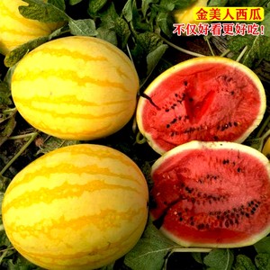 金美人西瓜种子黄皮红肉黄金帅礼品西瓜种南方水果春季四季蔬菜孑