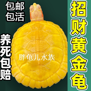 适合家养的小乌龟招财黄金巴西龟乌龟活物宠物正宗金钱龟深水龟苗