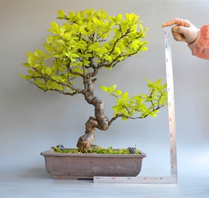 禅意日本进口精品姬樱桃盆景盆栽小叶原生老桩实物花果绿植红樱桃