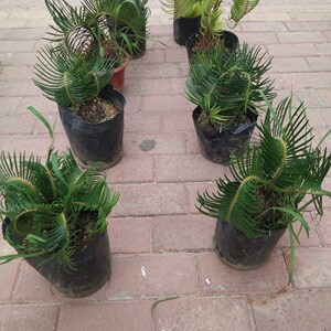 铁树子母小型羊角多头鱼鳞盆栽地栽