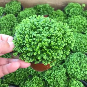 情人草蕨类植物幸福草吸甲醛净化空气去烟味室内桌面绿植盆栽花卉