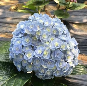 花宝  重瓣大花绣球