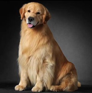 纯种金毛活体幼犬双血统金毛犬中型犬金毛纯种活体寻回犬宠物狗狗