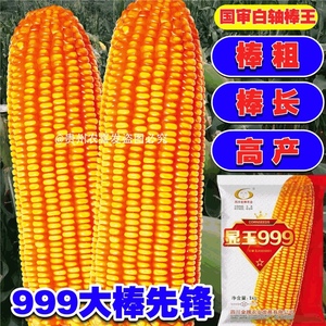 显玉999白轴高产杂交玉米种子西南粮食饲料玉米种子正大999玉米种