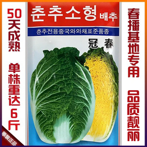 春秋播农家大白菜种子黄心白菜种籽韩国引进耐寒四季高产蔬菜基地