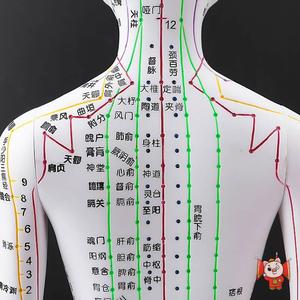 十二经络人体模型家用