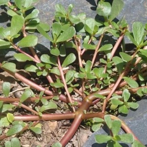 野生食用马齿苋种子马芷苋半枝莲太阳花蚂蚱菜新鲜马苋菜野菜蔬菜
