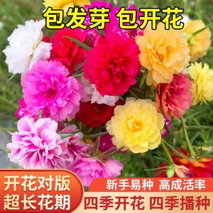 重瓣太阳花花种子四季播种开花易成活【天越热，种的越旺】