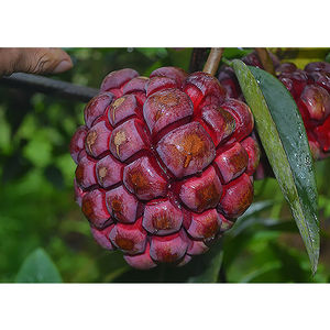 顺丰 黑老虎水果3斤新鲜布福娜野生大血藤果实长寿果稀有罕见