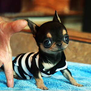 纯吉娃娃袖珍苹果头铁包金吉娃娃幼犬茶杯犬巴哥幼崽短毛狗家庭犬