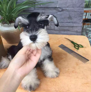 雪纳瑞犬纯种小型