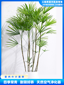 水培金山棕竹盆栽苗室内花卉观叶桌面室内绿植物耐耐晒好养棕榈树