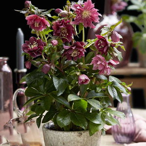 铁筷子盆栽苗重瓣易养冬季耐寒庭院露台绿植花卉春季稀有