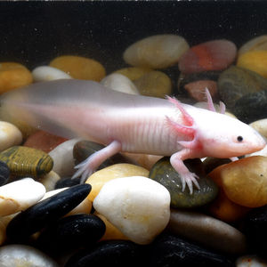 爆款六角恐龙鱼宠物鱼活物好养耐活两栖淡水观赏鱼冷水霸王火龙鱼