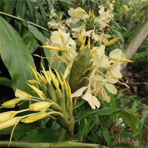 姜花苗白姜花苗 黄色野姜球根花苗盆栽姜花种头野姜花蝴蝶百合花