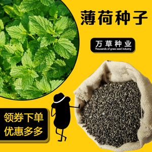 寿禾农业淘宝河南十香菜种子种籽石香菜薄荷食用鱼香草四季盆栽蔬菜