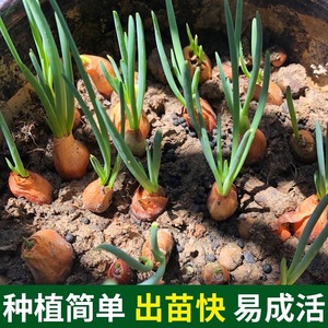 农家新鲜黄葱头红葱头种盆栽小香葱干香葱头种小葱果籽种菜10四季