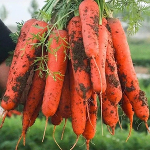 00tb1790337293淘宝四川老品种胡萝卜新鲜红皮红心萝卜沙地脆甜水果