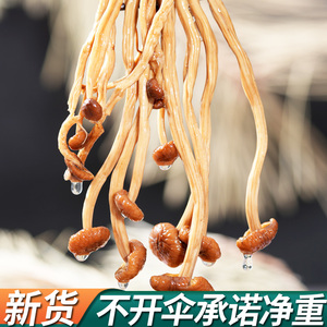 东北茶树菇干货2023年新货非特级不开伞新鲜菌菇老鸭煲汤食材500g