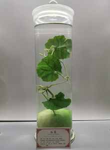 植物中药中草药标本农作物园林花卉瓶装浸制浸渍浸泡标本厂家瓜蒌