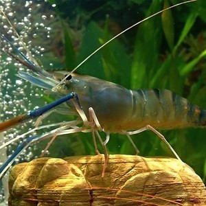 500g 北京闪送 鲜活罗氏虾 大头虾 金钱虾 沼虾 活虾 淡水虾海鲜