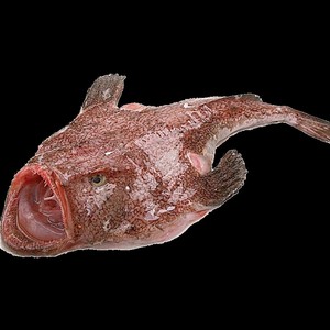 8斤/条大安康鱼整条大嘴鱼新鲜鲜活蛤蟆鱼鮟鱇鱼海鱼冷冻鱼肝鱼肚