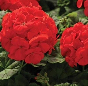 天兰葵盆栽植物