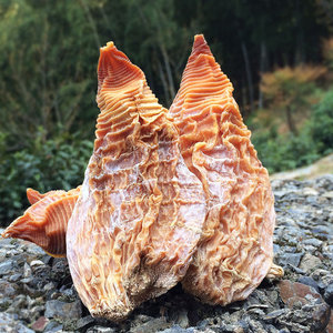 笋尖包邮 安徽黄山-九华山笋干冬笋尖