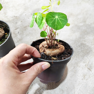 新泰国山乌龟耐阴千金藤植物圆叶盆栽换不金爬内室藤藤蔓绿植盆.