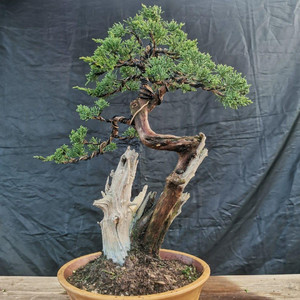 新款老桩柏树盆景太行柏树熟桩崖上柏树素材济州真柏实物拍照崖柏