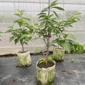 樱桃树果苗盆栽带果矮化苗车厘子树苗阳台种植原盆发货四季可种植