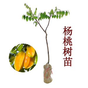 甜杨桃树果苗四季