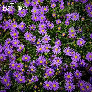 ball/保尔园艺 荷兰菊紫苑23cm盆栽大苗花园庭院宿根蓝紫色菊花