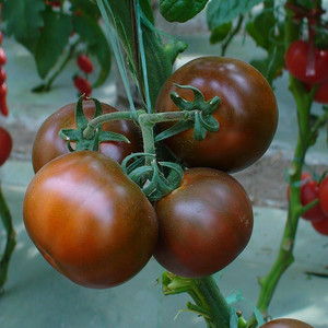 圣女果种籽紫玉