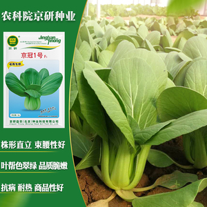 农科院京研京冠1号油菜种子青梗小白菜上海青四季蔬菜籽优质早熟