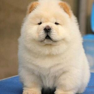 纯种松狮幼犬奶白黑黄色中大型金毛活体导盲犬家养拉布拉多宠物狗