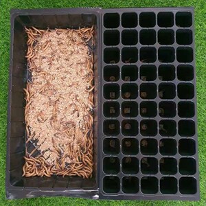 育苗穴盘蛋白虫化蛹盆蛋白虫化蛹盘大麦虫繁殖盘无味加深底无孔