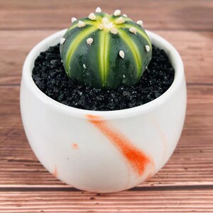 仙人球单头布纹球西瓜兜自根室内绿植盆栽防辐射多肉植物