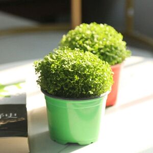 情人草蕨类植物幸福草吸甲醛净化空气去烟味室内桌面绿植盆栽花卉