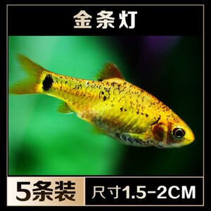 金条灯鱼
