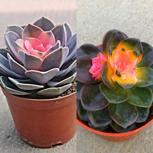 红心莲多肉植物花卉盆栽肉肉植物室内绿植四季易活新手好养花草