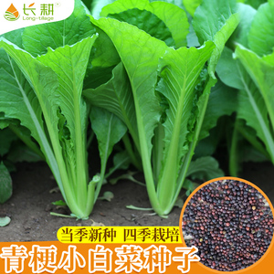 四季小白菜种子青梗小白菜籽春秋阳台速生奶油白菜小青菜蔬菜种籽