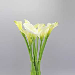 斗南鲜切花水养马蹄莲鲜花昆明基地直发家庭插花空运速递