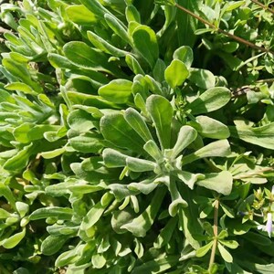 鼠曲草新鲜粑粑