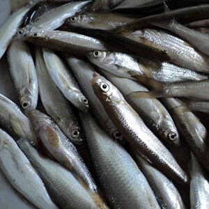 小白条新鲜活体现杀白条鱼蓝刀刁子餐条鱼杂鱼水产食用小鱼仔