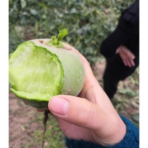 大田恋思萝卜安徽阜阳特产田集水果圆萝卜 生吃凉拌青萝卜5斤包邮