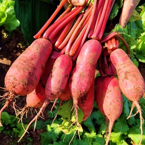 四川红萝卜泡菜水