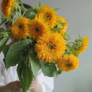云南直发多头泰迪重瓣向日葵大花拉丝水养鲜花一扎3支5支装